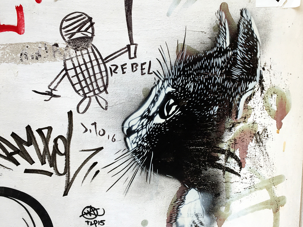 Katze